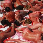 Protesta nudista contro il massacro delle foche in Canada
