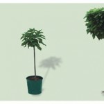 Catambra pianta antizanzare: prezzi