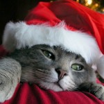 cart-natale-9